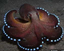 A Beautiful Octopus